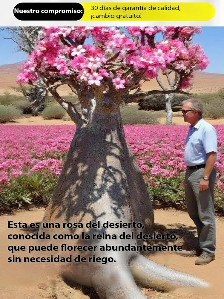 Bulbos de rosa del desierto que viven 100 años si se riegan-ES