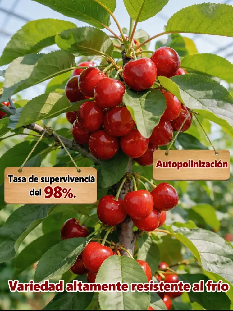 Plántula de cerezo que da frutos el mismo año, fructificación rápida-ES