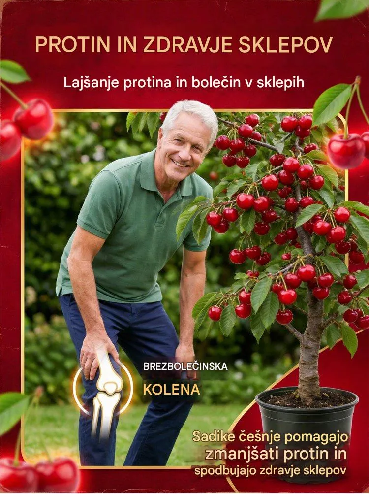【Sveže obrane】sadenke pritlikavih češenj-SI
