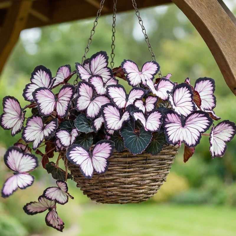 Semillas de flores elegantes con forma de mariposa-ES