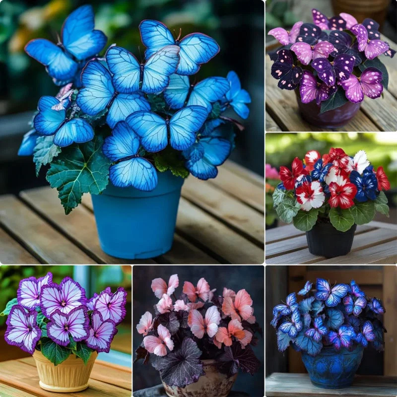 Semillas de flores elegantes con forma de mariposa-ES
