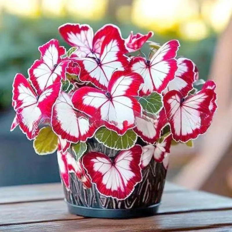 Semillas de flores elegantes con forma de mariposa-ES