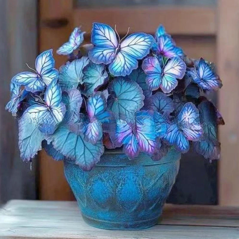 Semillas de flores elegantes con forma de mariposa-ES