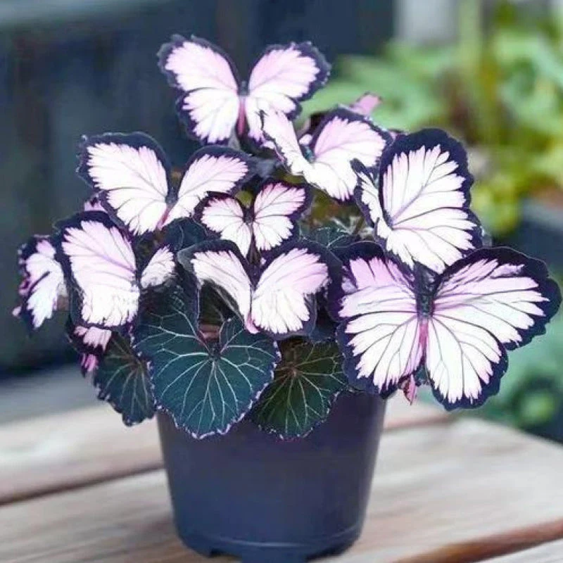 Semillas de flores elegantes con forma de mariposa-ES