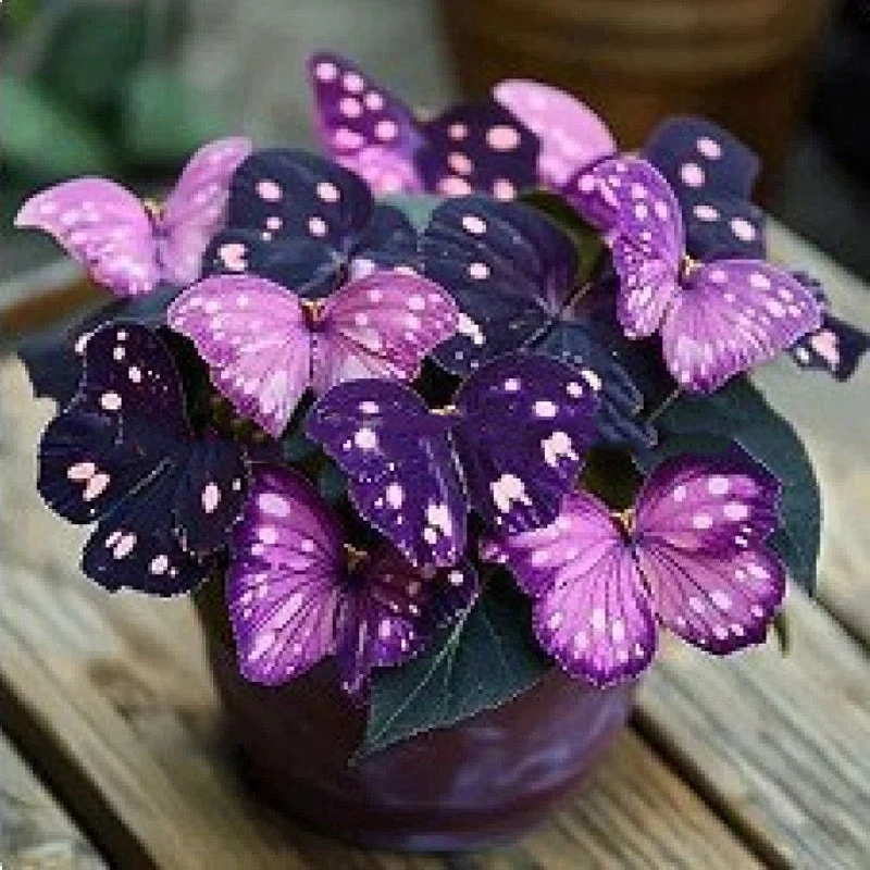 Semillas de flores elegantes con forma de mariposa-ES