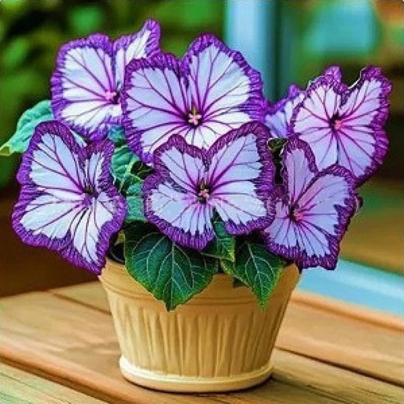Semillas de flores elegantes con forma de mariposa-ES