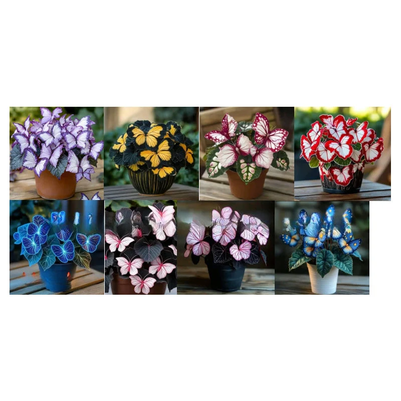 Semillas de flores elegantes con forma de mariposa-ES