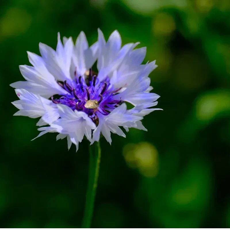 🌼 Semillas de aciano que florecen todo el año: una planta real 🏡✨-ES