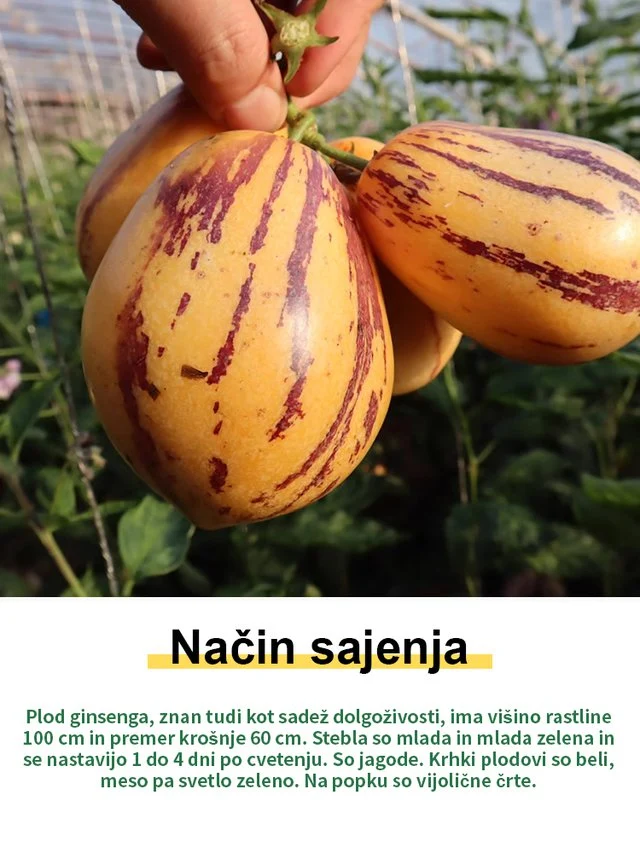 JS-Semena mlečnega, rumenega sadeža ginsenga, ki pomagajo zniževati krvni sladkor in tlak-SI