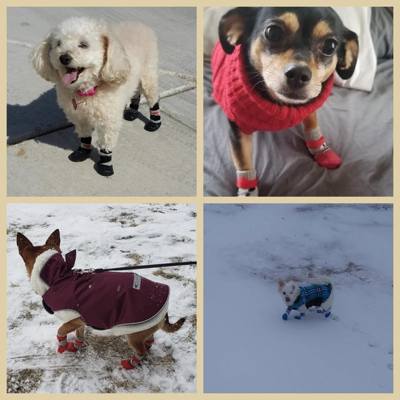🔥Αγοράστε 1 πάρτε 1 δωρεάν🐶Αδιάβροχα παπούτσια για κατοικίδια